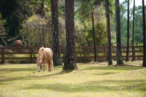 seaside-palm-beach-equine-therapy