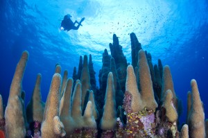 cayman islands