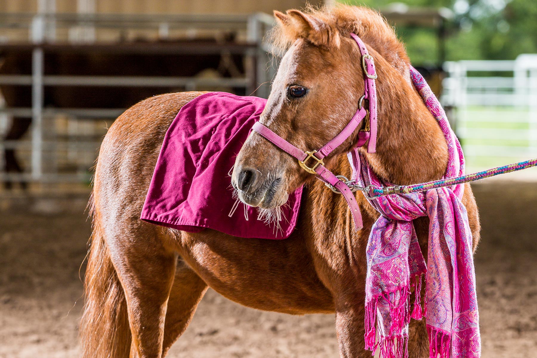 AdoptAHorse at Sonrisas