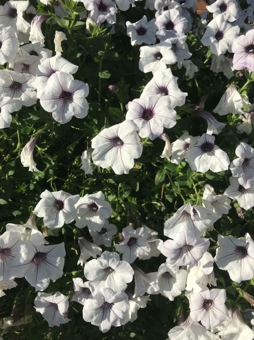 Bowling Green Oral Surgeon Allen Oral Surgery & Implant Center