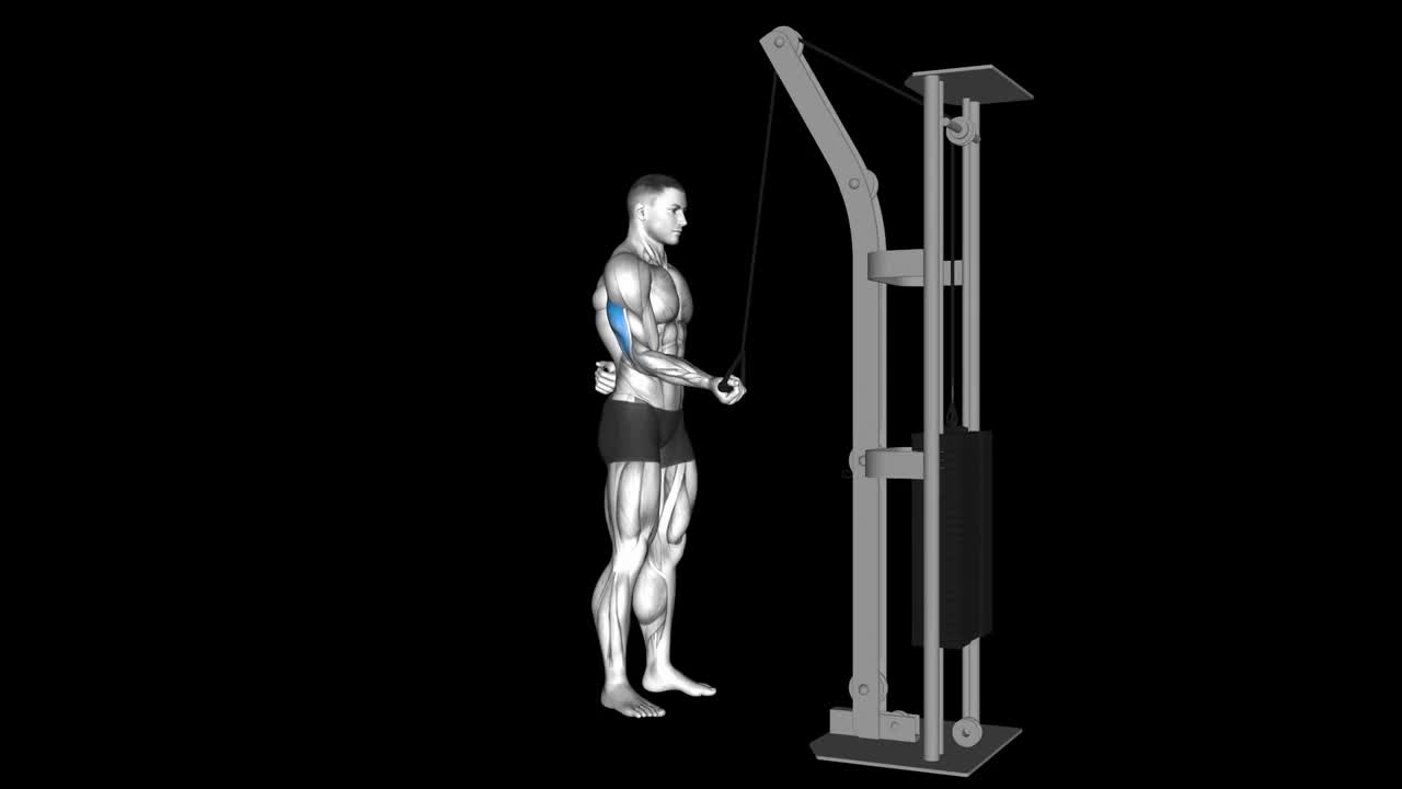 Overhead Rope Tricep Extension How To Video, Alternatives & More