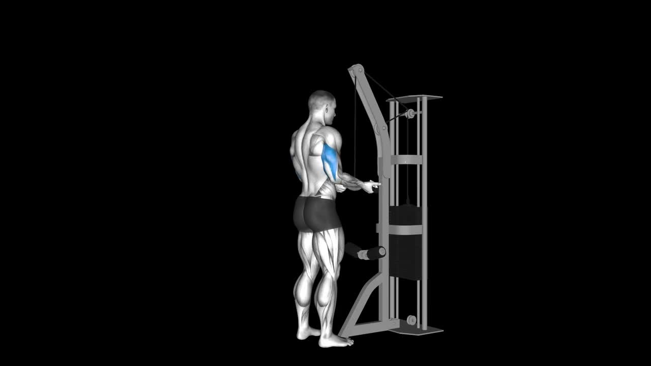 Cable Underhand Tricep Pushdown How To Video, Alternatives & More
