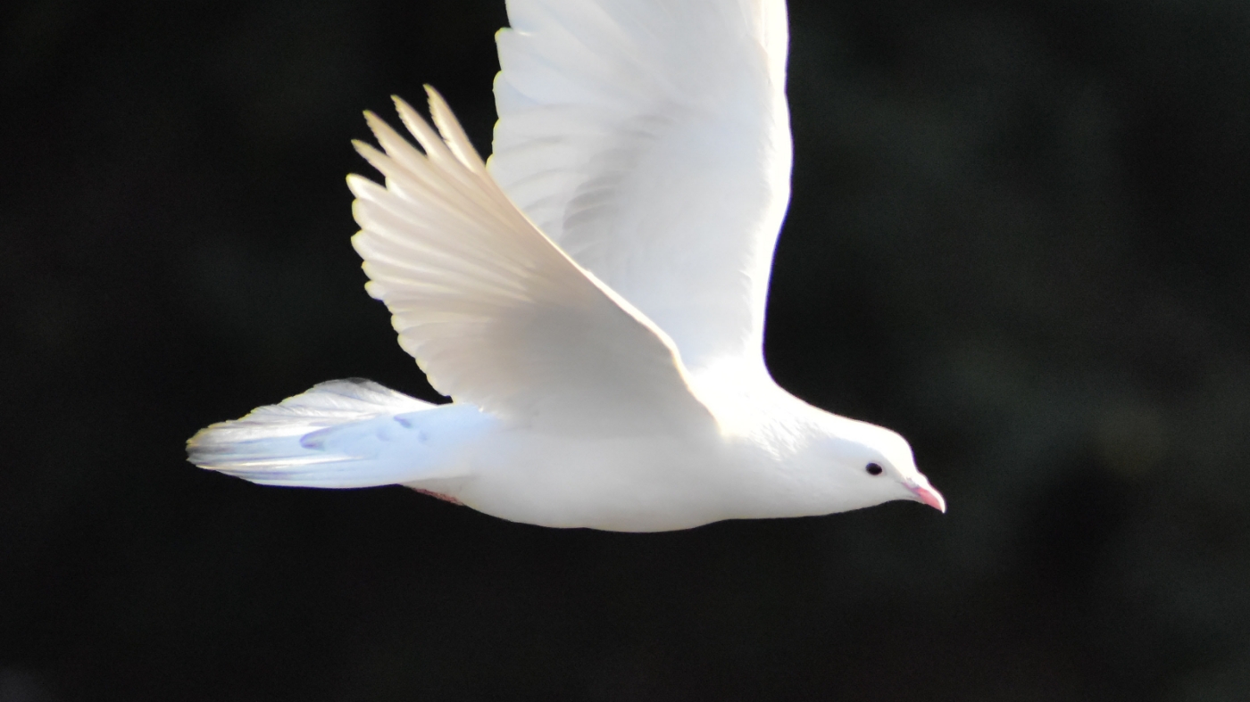 The dove - a symbol of the holy spirit