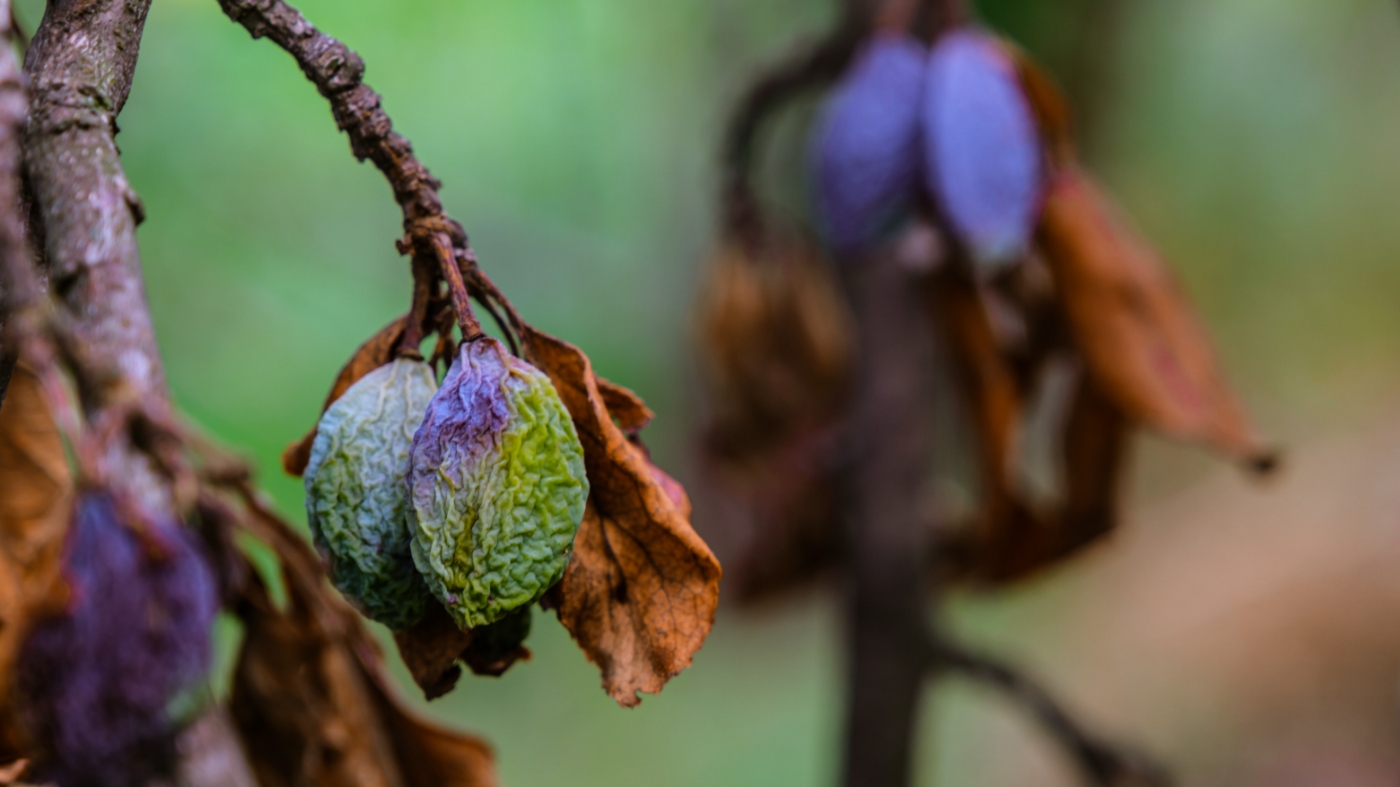 Dried fruit ready to be pruned