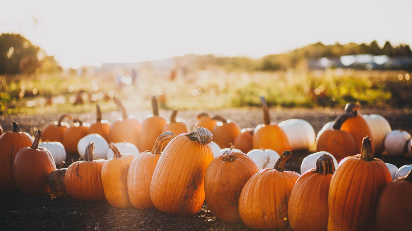 Fall festival scene filled with pumpkins