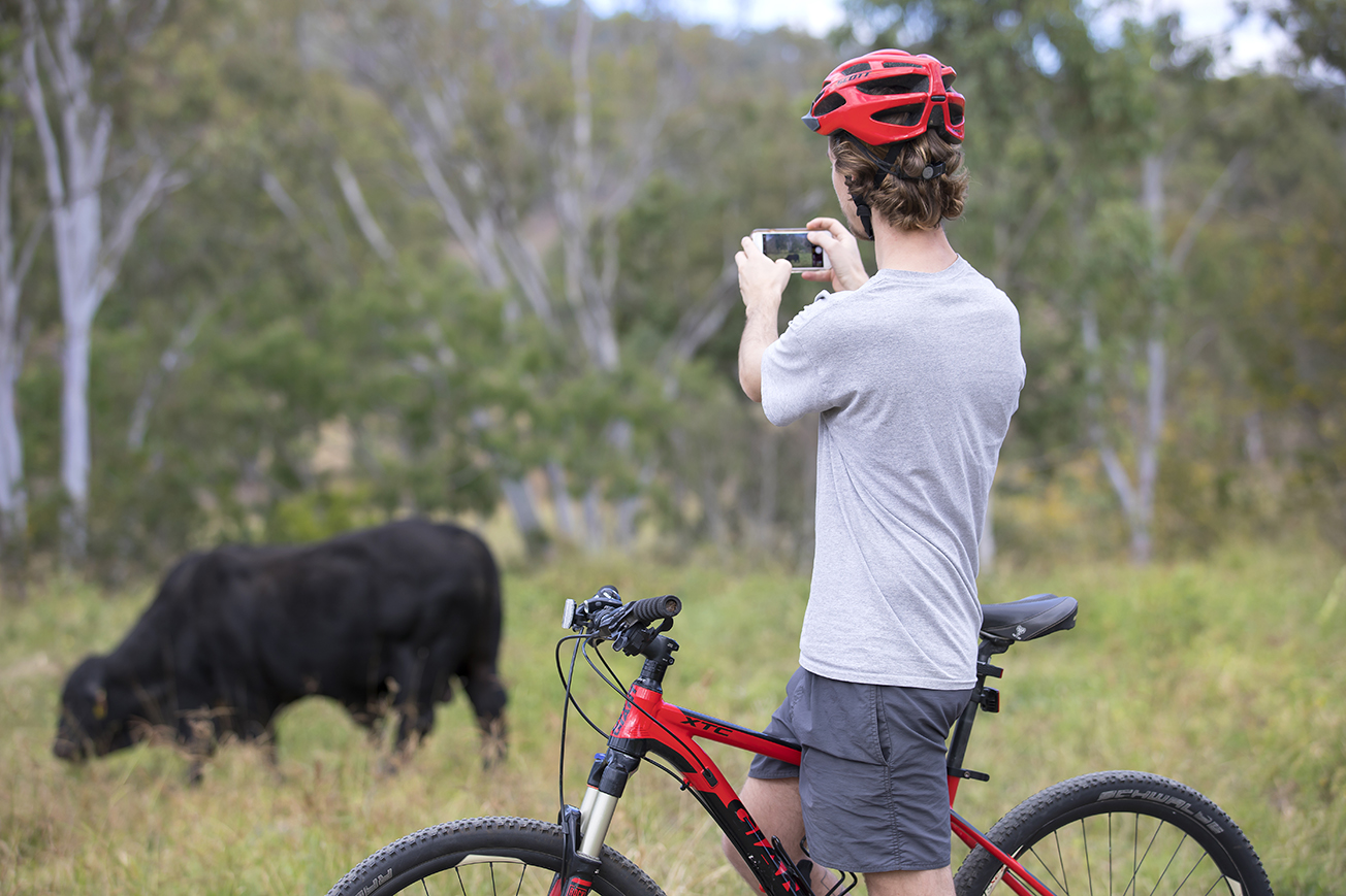 Photo of a man on a bike taking a photo of a cow, with trees in the background.