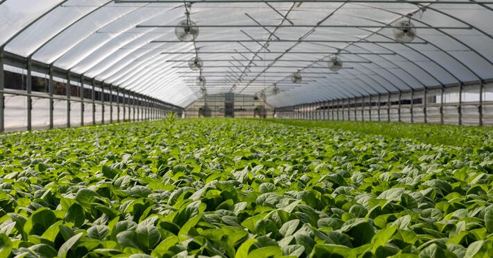 greenhousejpg