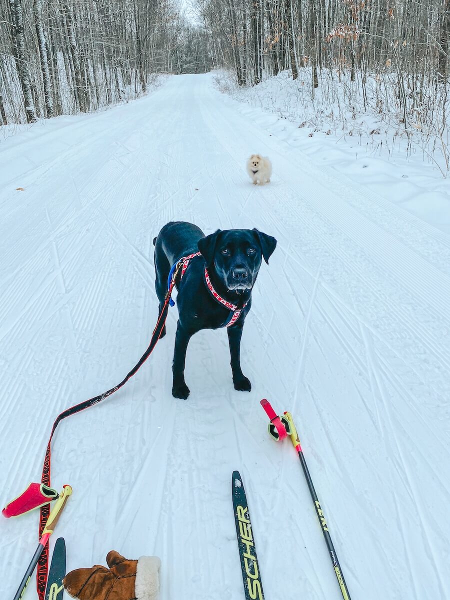 skijoring on the West Side of the Blue Hills Trail