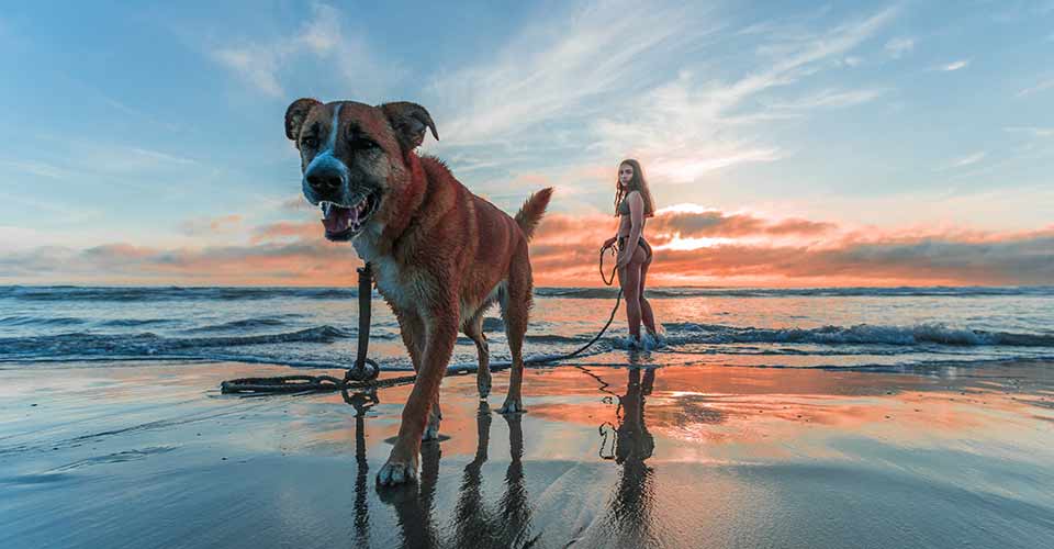 Walking Dog On Beach