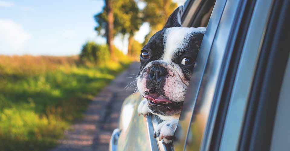 Travelling with Pets
