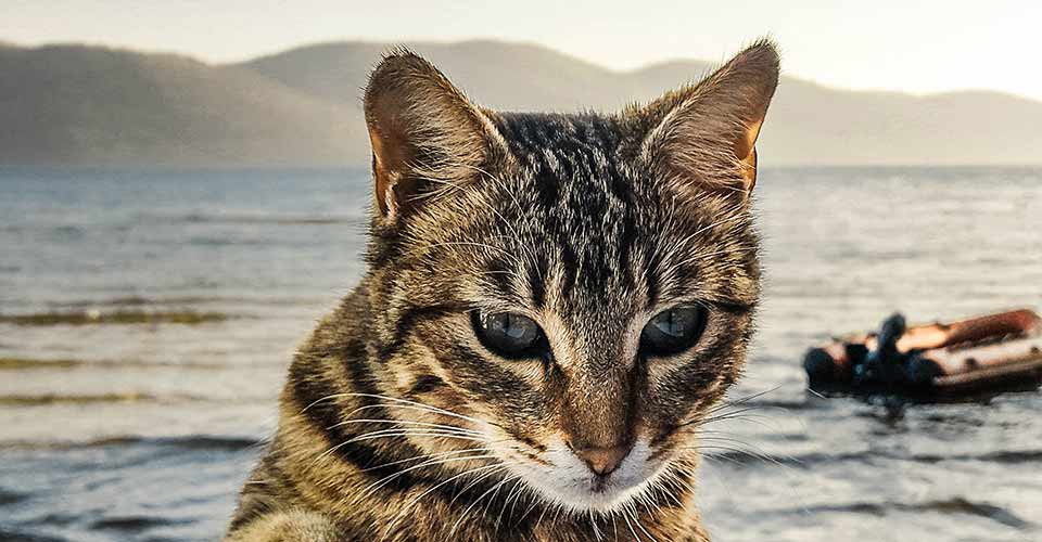 Pet Friendly Accommodation