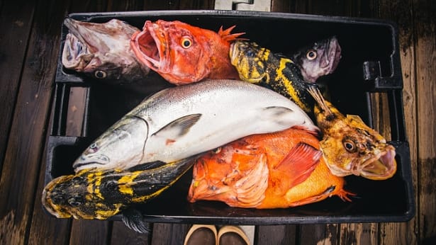 Tote full of salmon and rockfish caught on a fishing charter out of Homer, Alaska