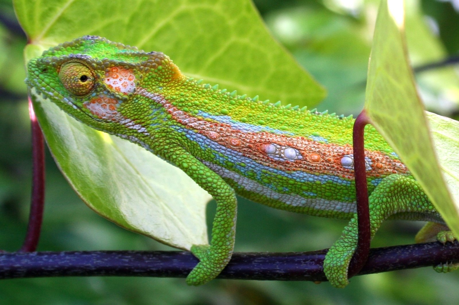 Chameleon Garden