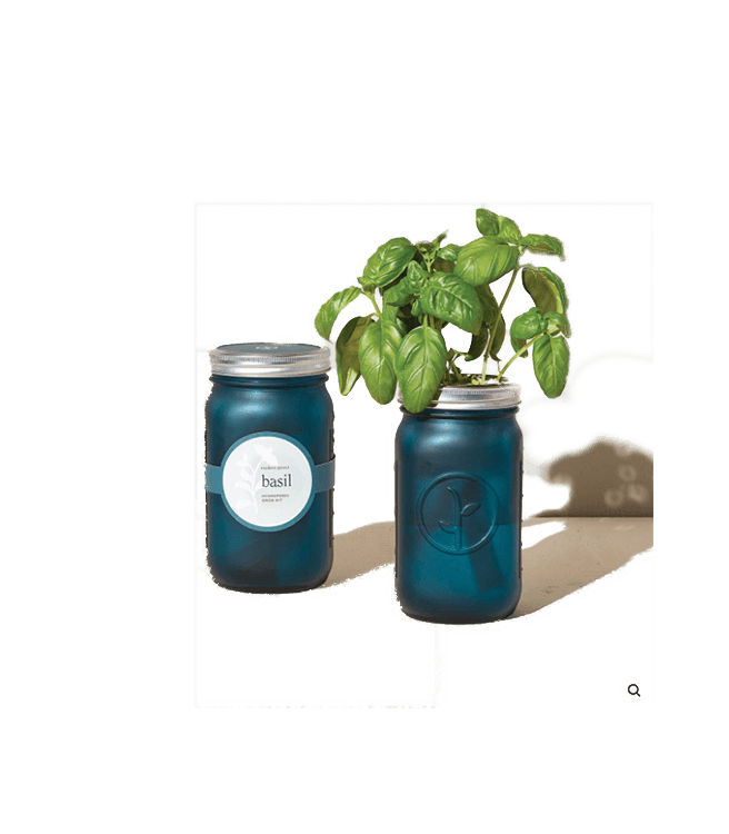 Modern Sprout Garden Jars Herbs - Basil