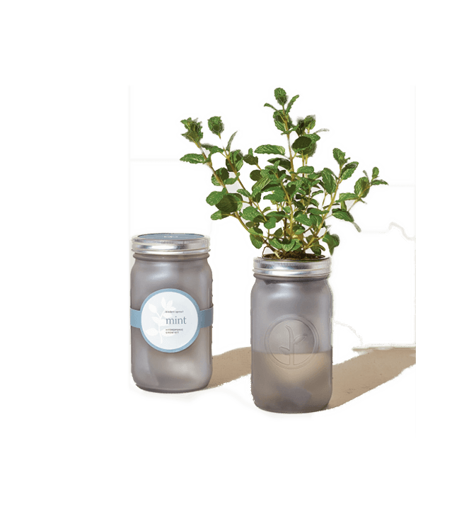Modern Sprout Garden Jars Herbs - Mint