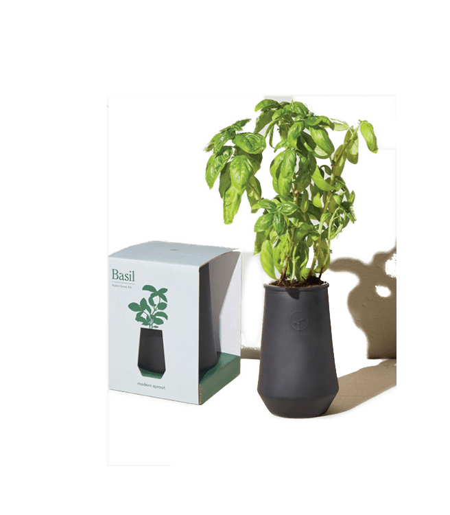 Modern Sprout Tapered Tumbler Grow Kit Basil