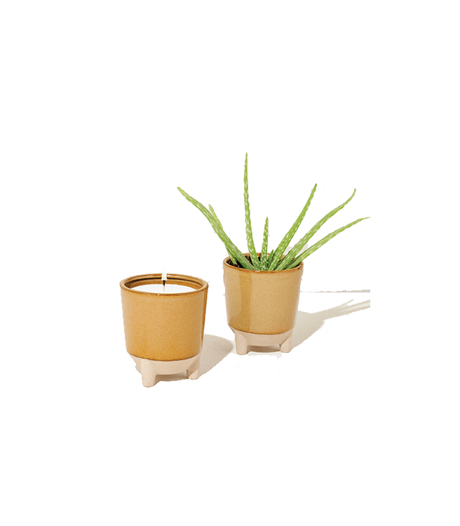 Modern Sprout Glow And Grow - Desert Oasis