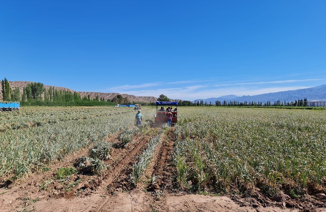 Winter Garlic from Argentina has arrived Allicins Ranch Organic