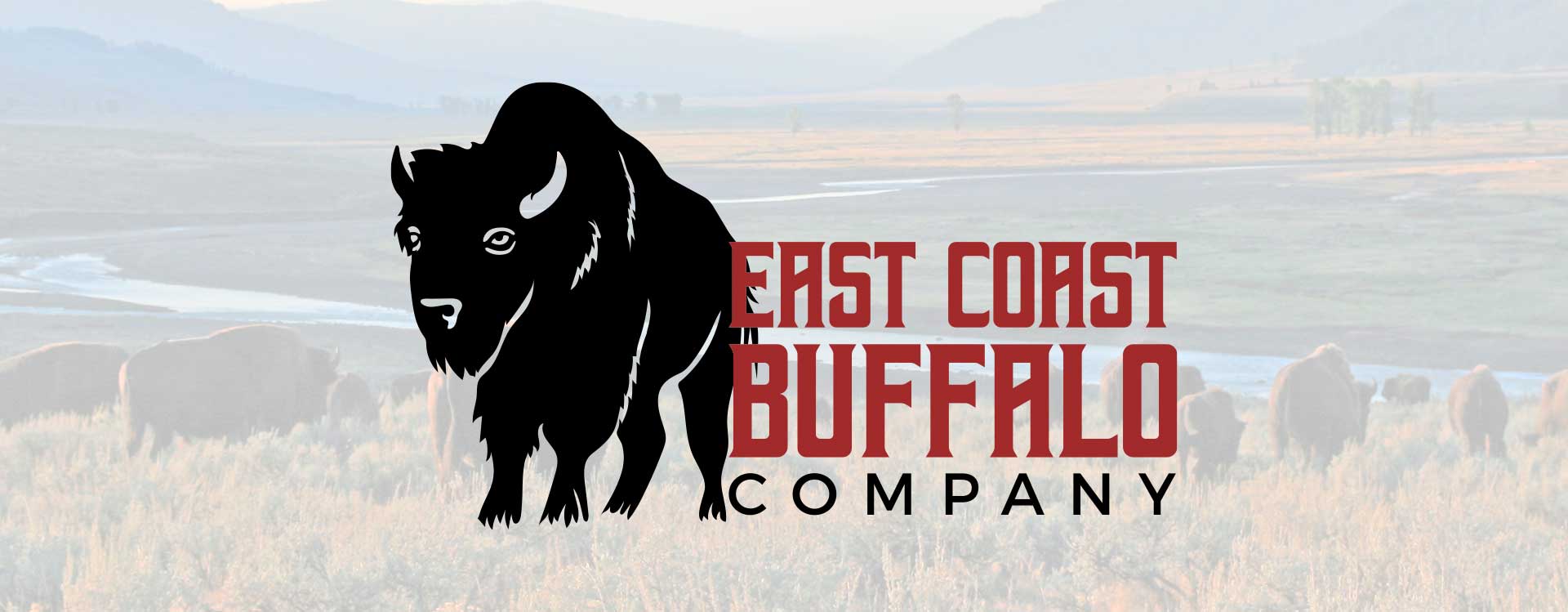 East Coast Buffalo Company Graphic Design and Branding
