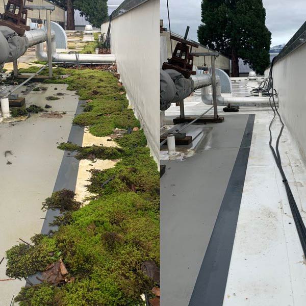 Before and after photograph of flat roof moss removal in Whatcom County, WA