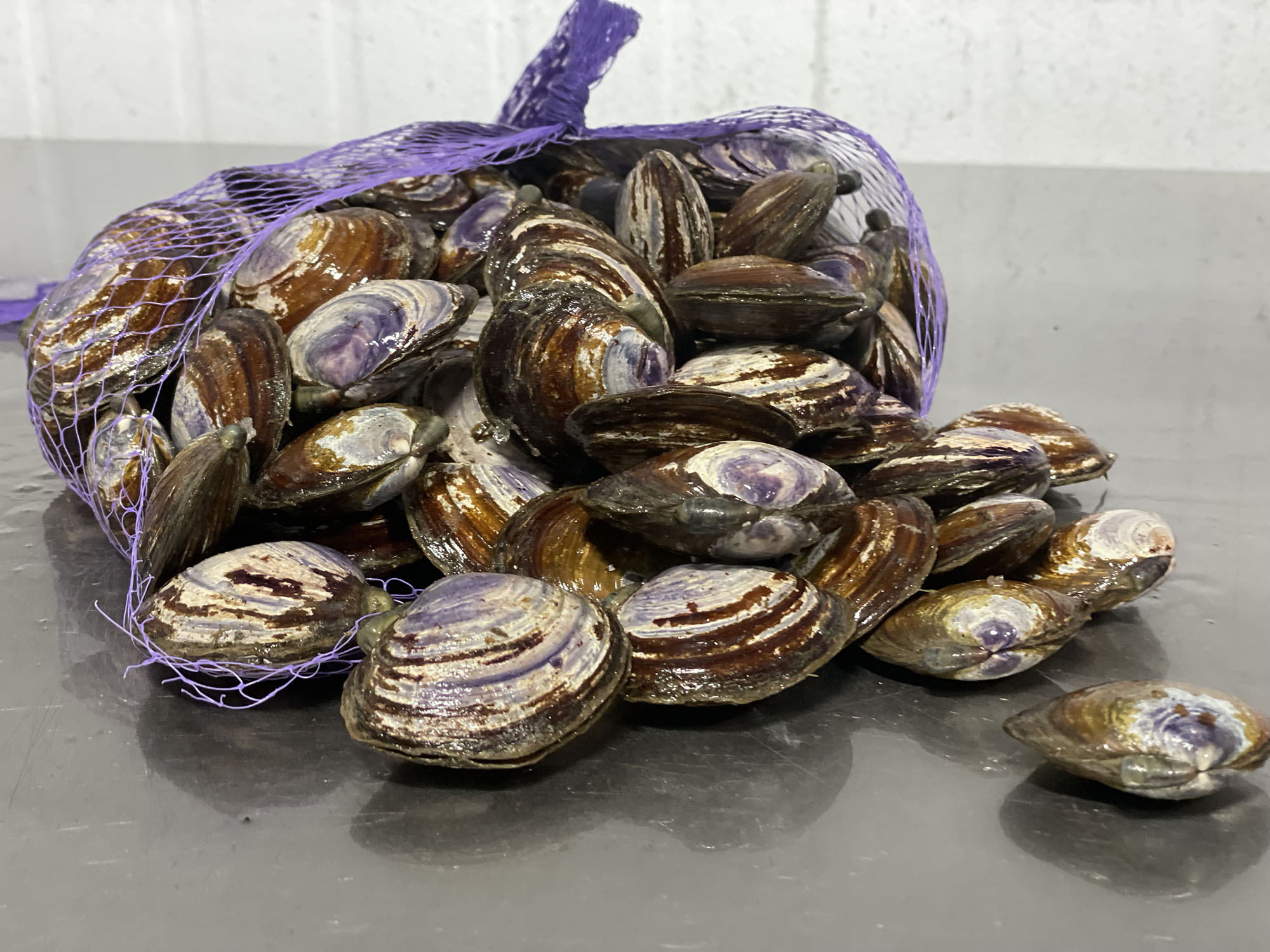Purple Clams