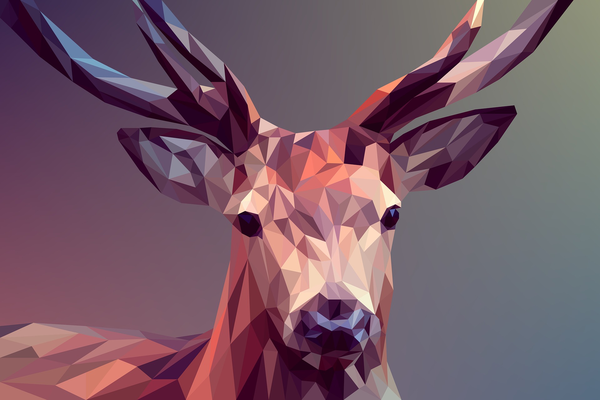 Cursus Illustrator