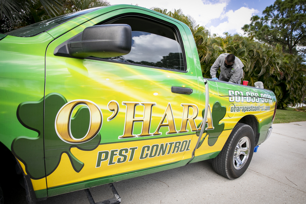 Common Pests Hiding in Commercial Kitchens