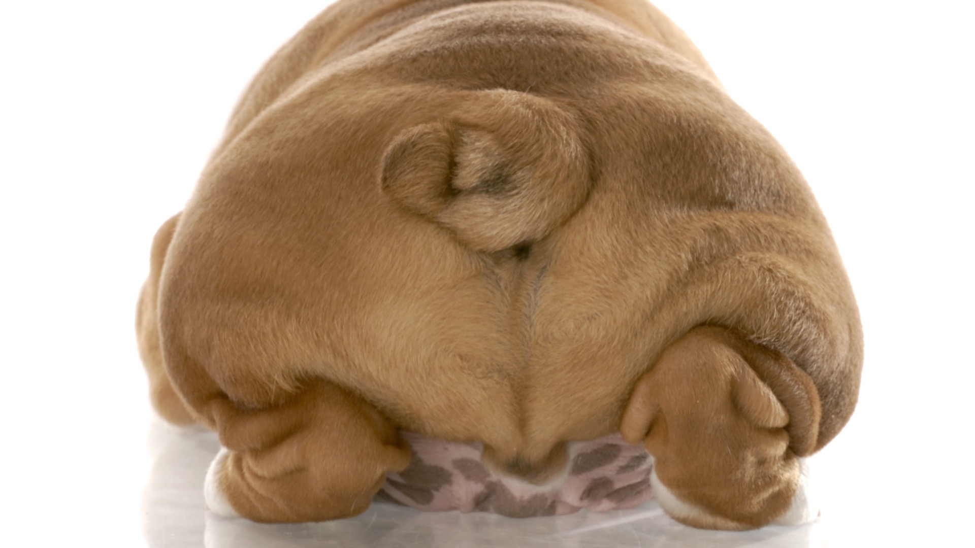 My Pet Nutritionist The 4 Corner Stones For Healthy Anal Glands Naturally