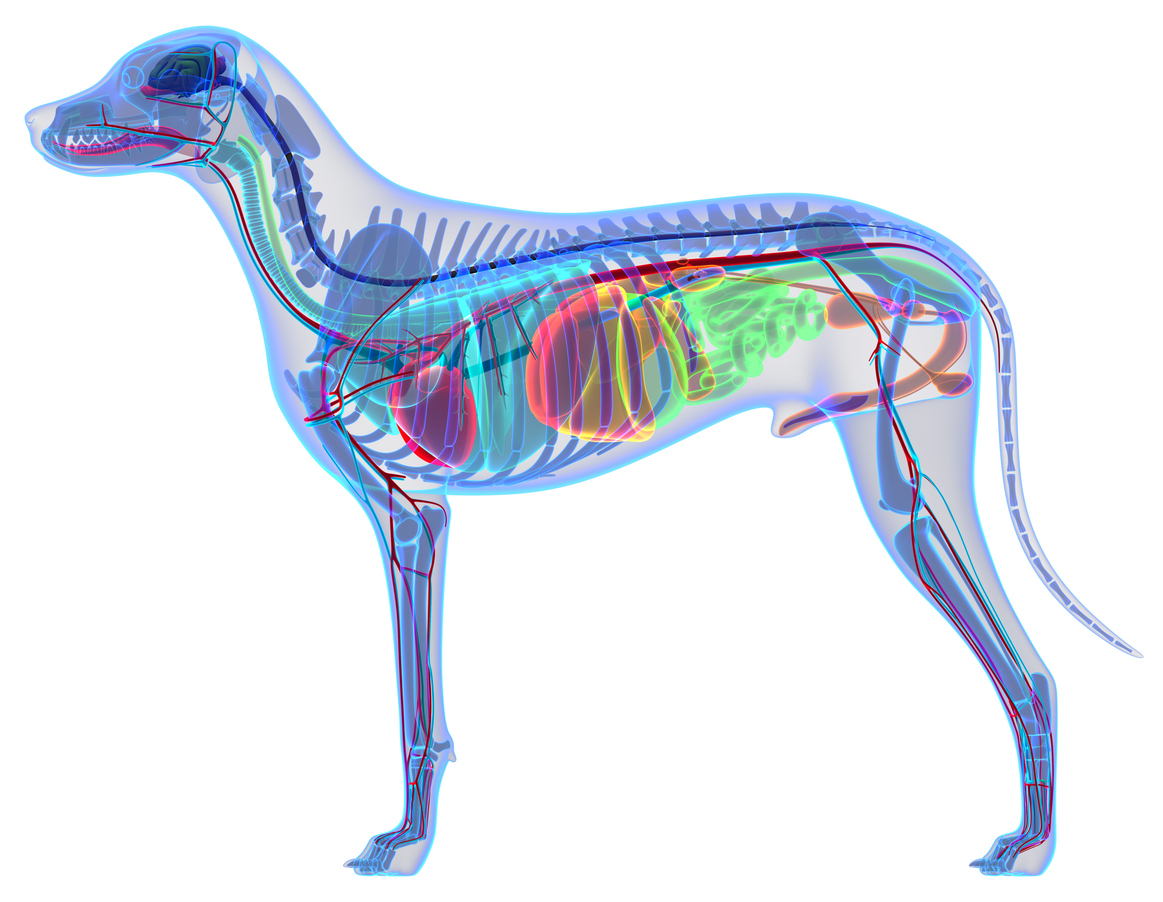 My Pet Nutritionist A Brief Guide To Dog Anatomy