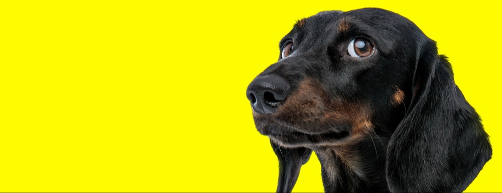 My Pet Nutritionist | How Can I Use Food To Support My Anxious Dog?