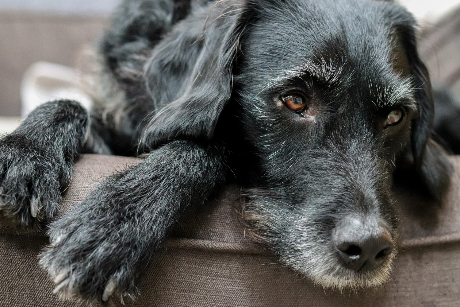 Can Knuckling In Dogs Be Cured