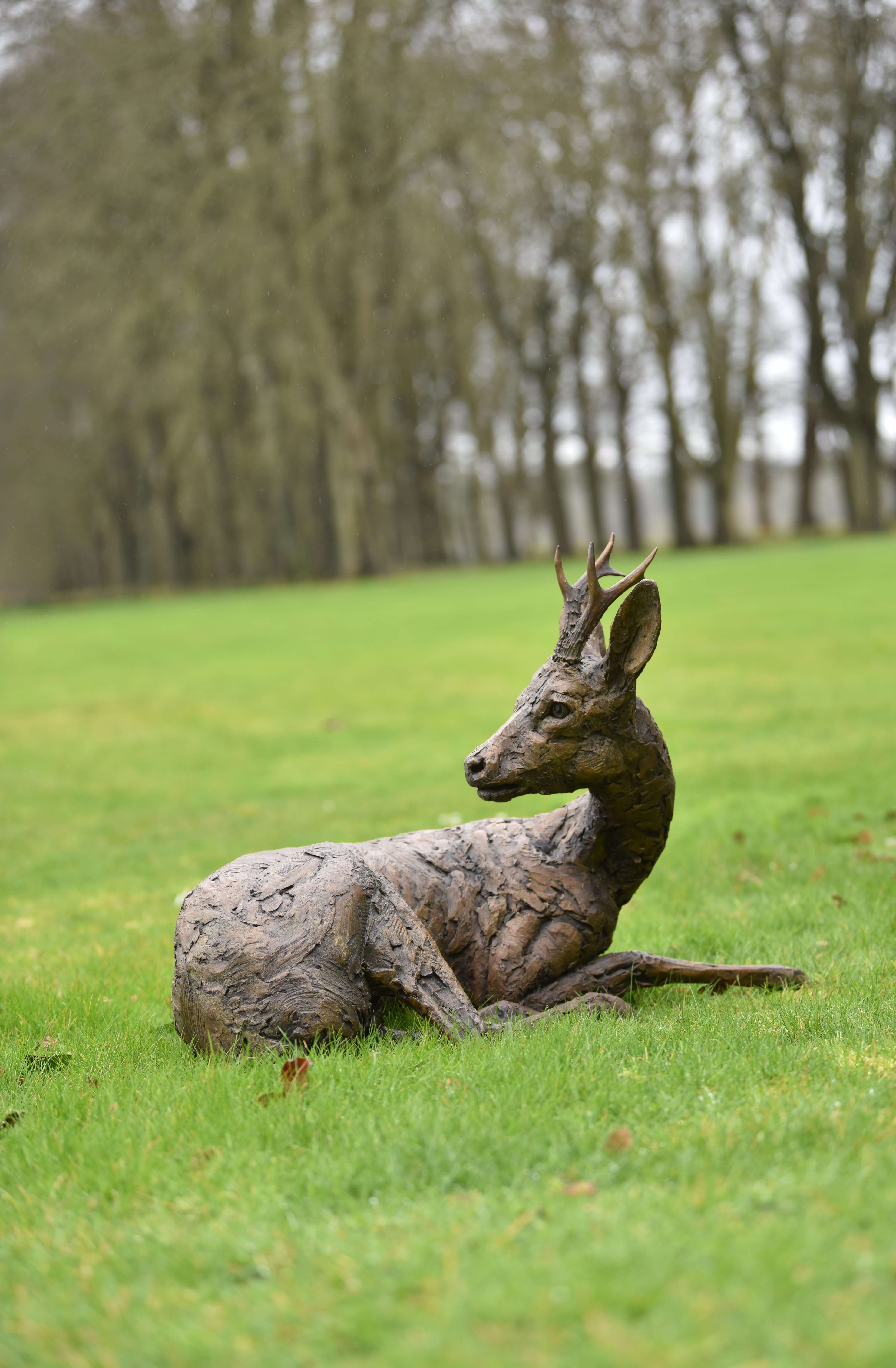 Roe Buck Lying Down Hamish Mackie at Muse. The Sculpture Company