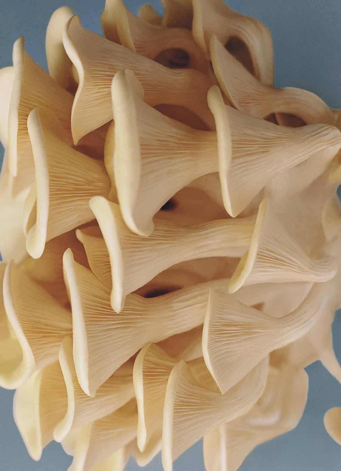Ben Toms, Mushrooms, 2021