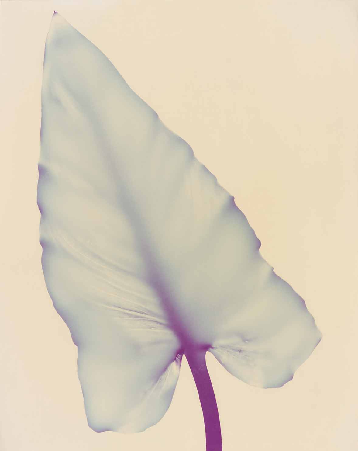 Nadav Kander, Lily Leaf, 2000