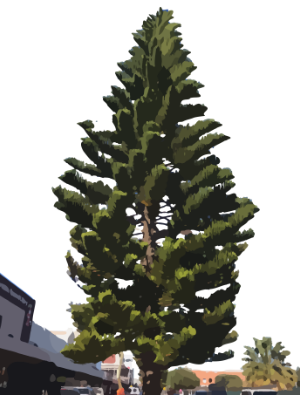 Norfolk pine on marine terrace