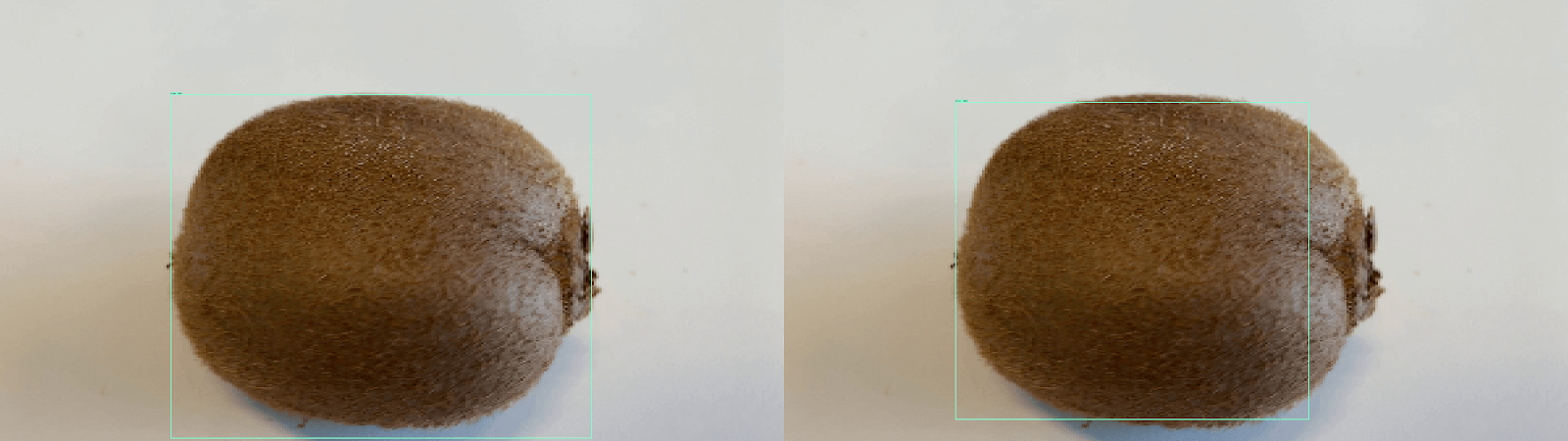 Two displays of a kiwi