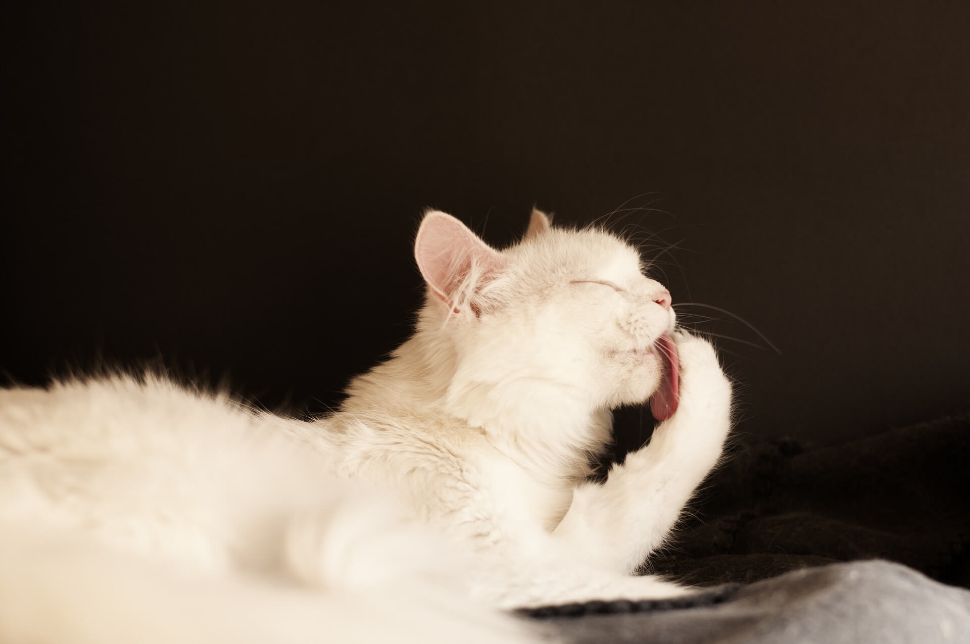 Surviving Cat Shedding Season Spring Edition KittySalon Groomer Blog