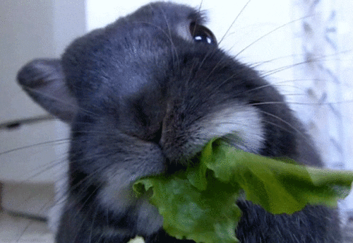 Food Gif
