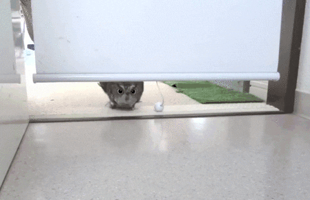 GIF of an owl walking into a room asking "Did I miss it? Am I late? What'd I miss?"
