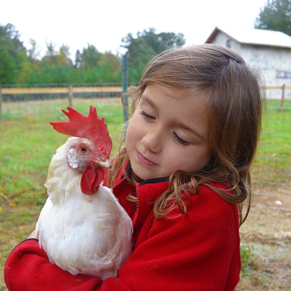 Chicken and rescue chicken on grass looking at each other