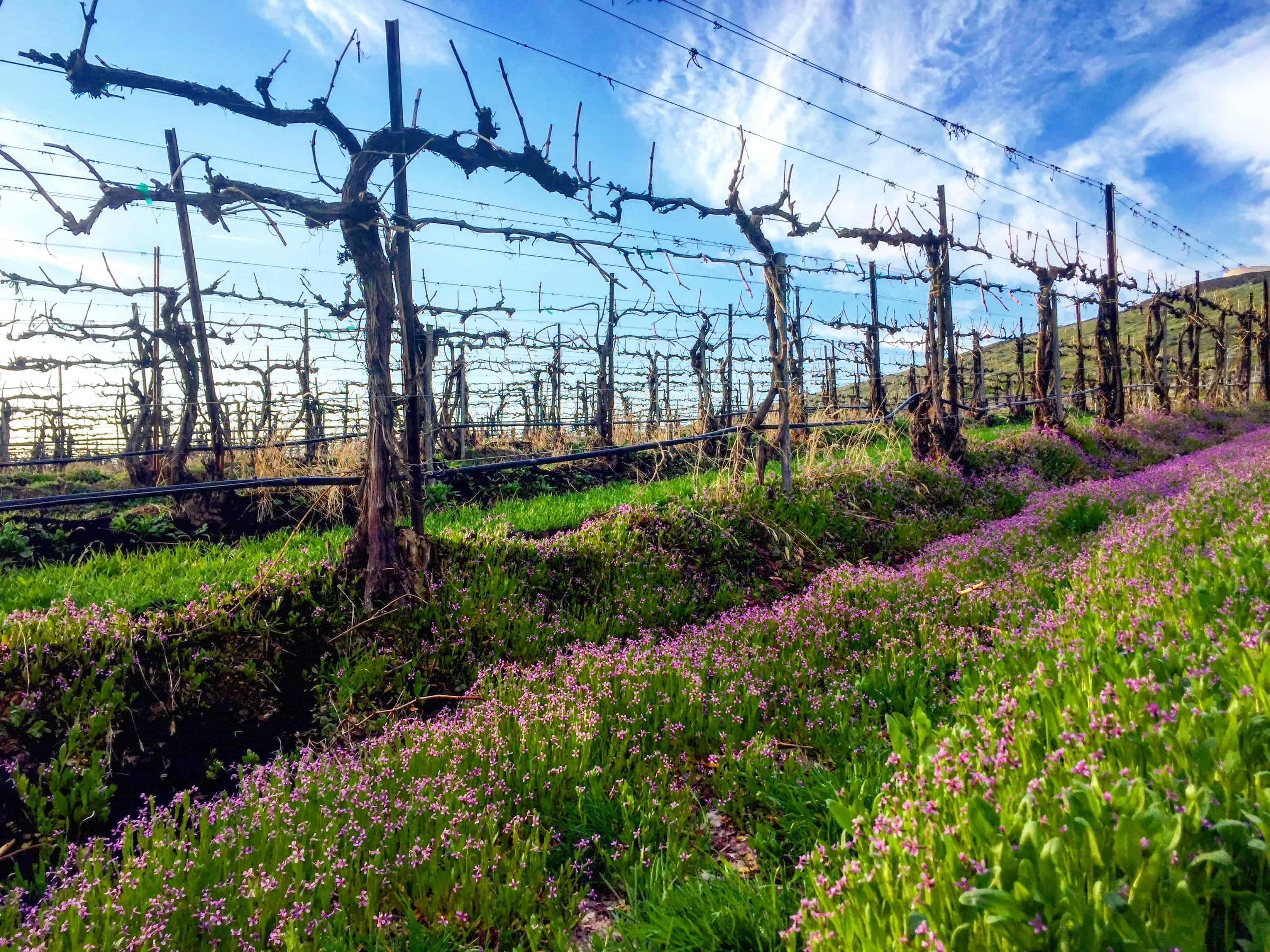 Badger Mountain Organic Winery