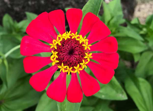 beautiful fauna and flora