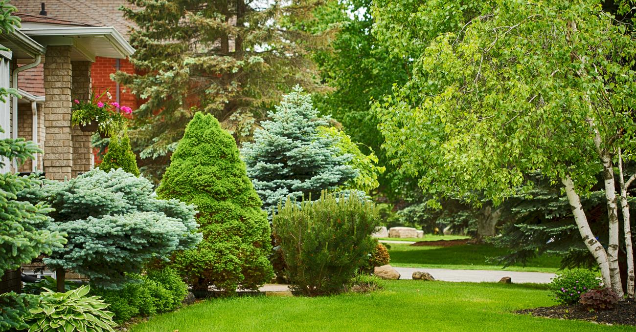 Best Trees for Large Gardens Retire Fearless