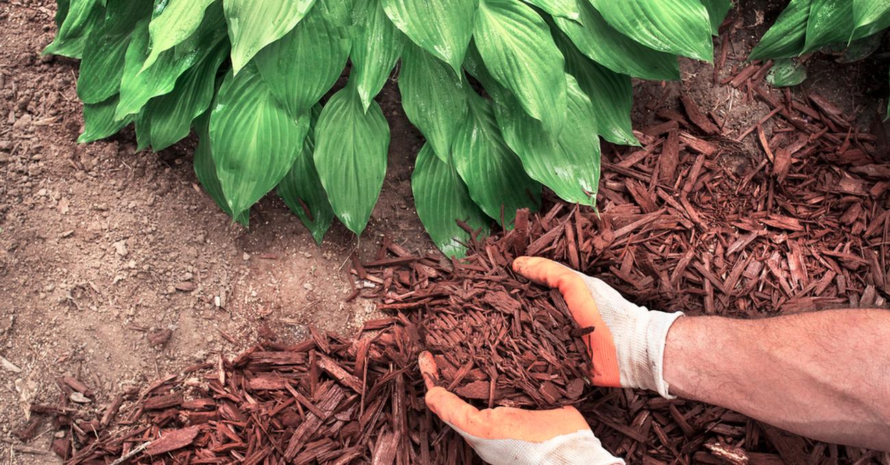 Soil vs Mulch Retire Fearless