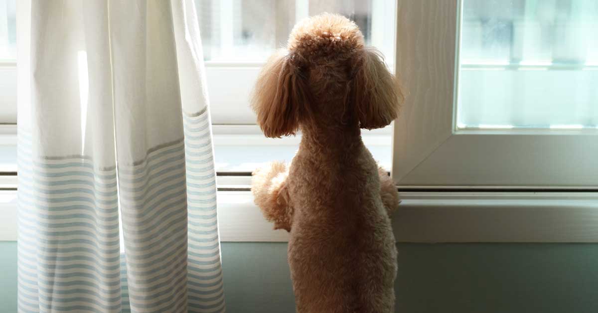 How Do I Leave My Dog at Home Alone?