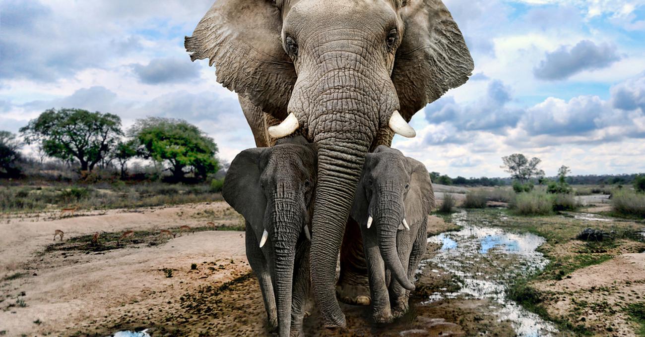 How Much Does A Elephant Weigh? Retire Fearless