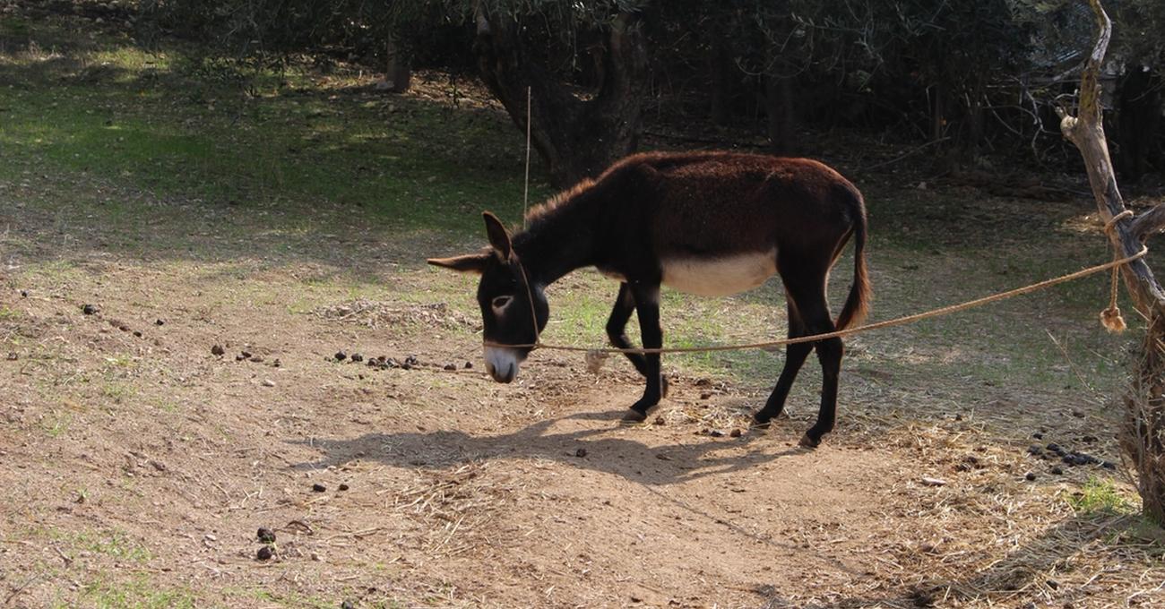 How Much Does A Donkey Weigh? Retire Fearless