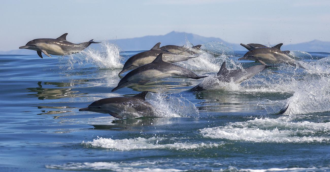 How Much Does A Dolphin Weigh? Retire Fearless