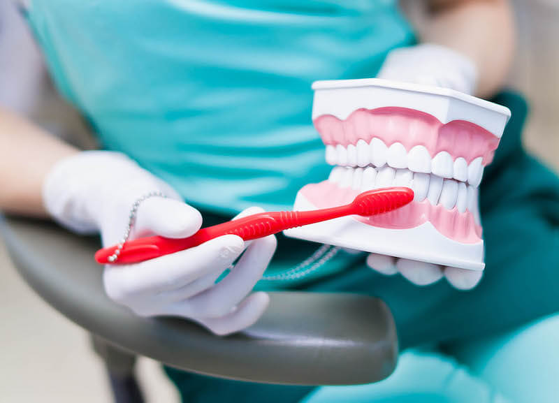 closeup of tooth model with tooth brush