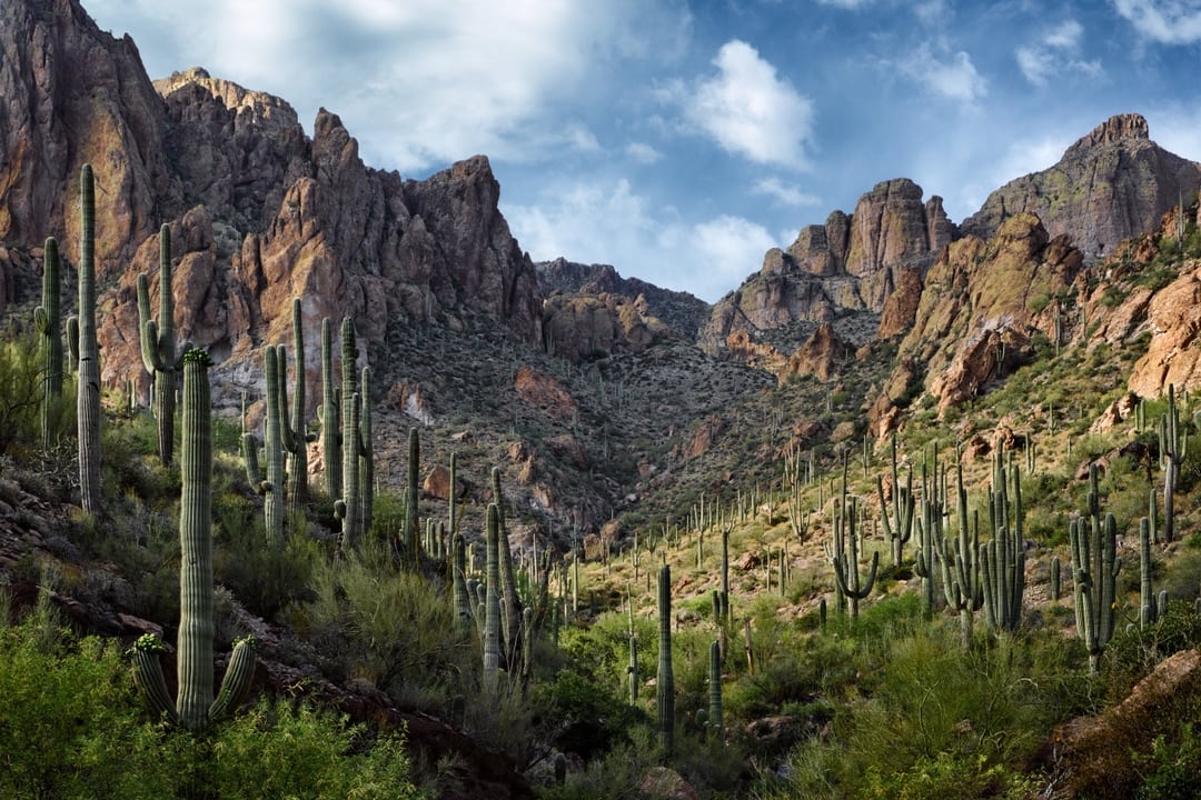 See it in CollexArt Sublime Light, Tonto National Forest, Arizona